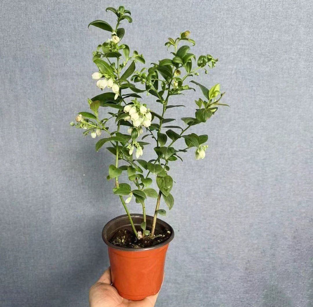 蓝 莓盆栽地栽南方北方庭院阳台种植