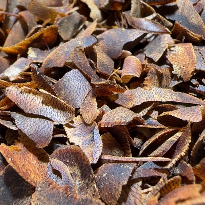 沉香手把件海南老白棋沉水切片30克