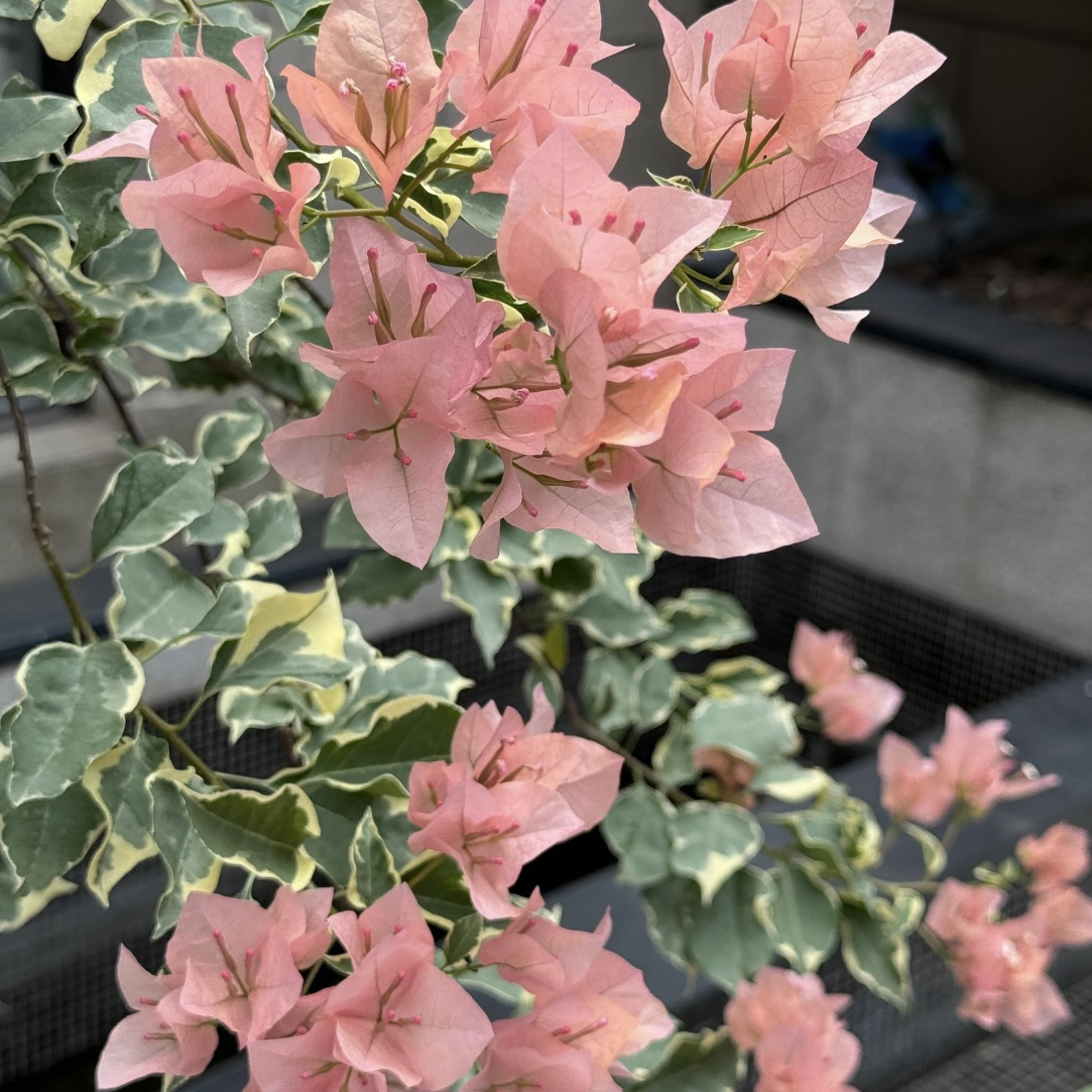 【马斯佩拉克】四季开花（落花落叶不售后一个月内换盆不售后）源发