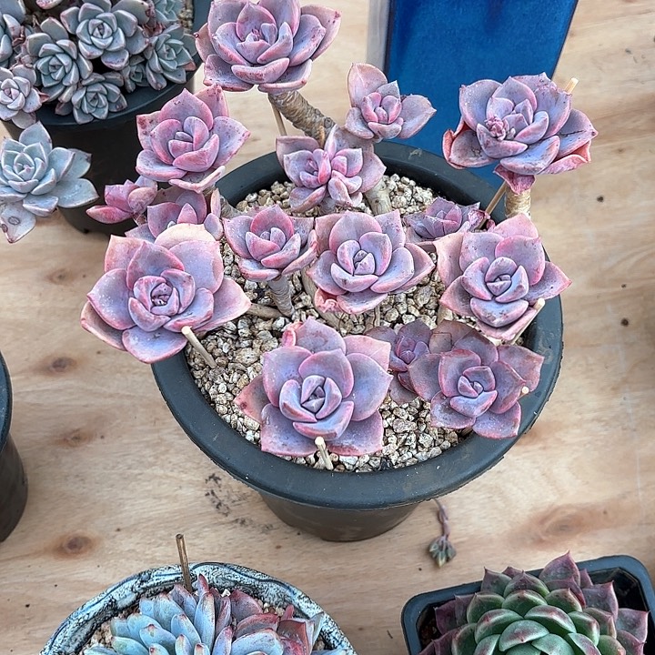 多肉植物，彩虹糖