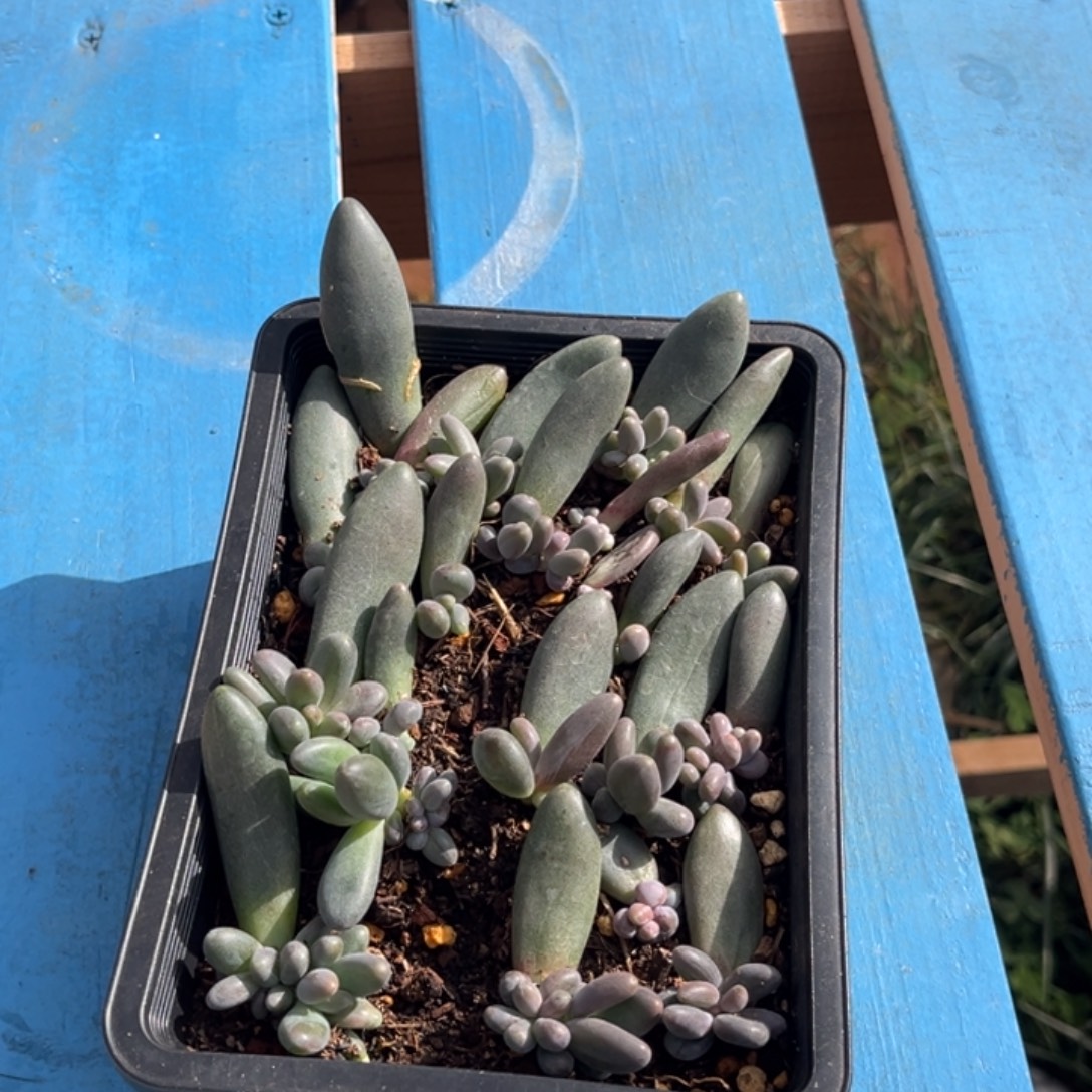 瞌***o寄养发货链接多肉植物