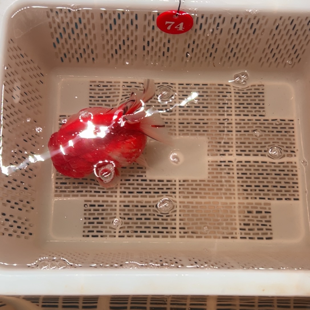 芒***果海水鱼你好意思的不