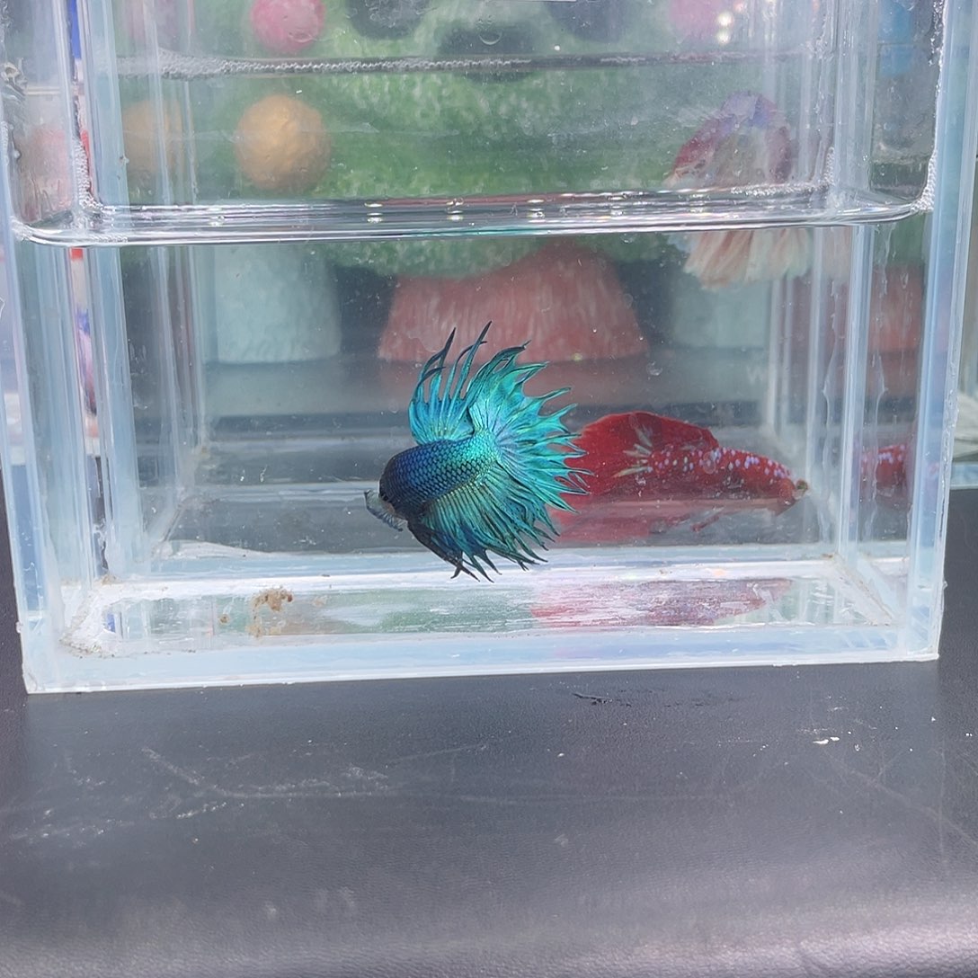 斗鱼10号1227早气泡黑毒