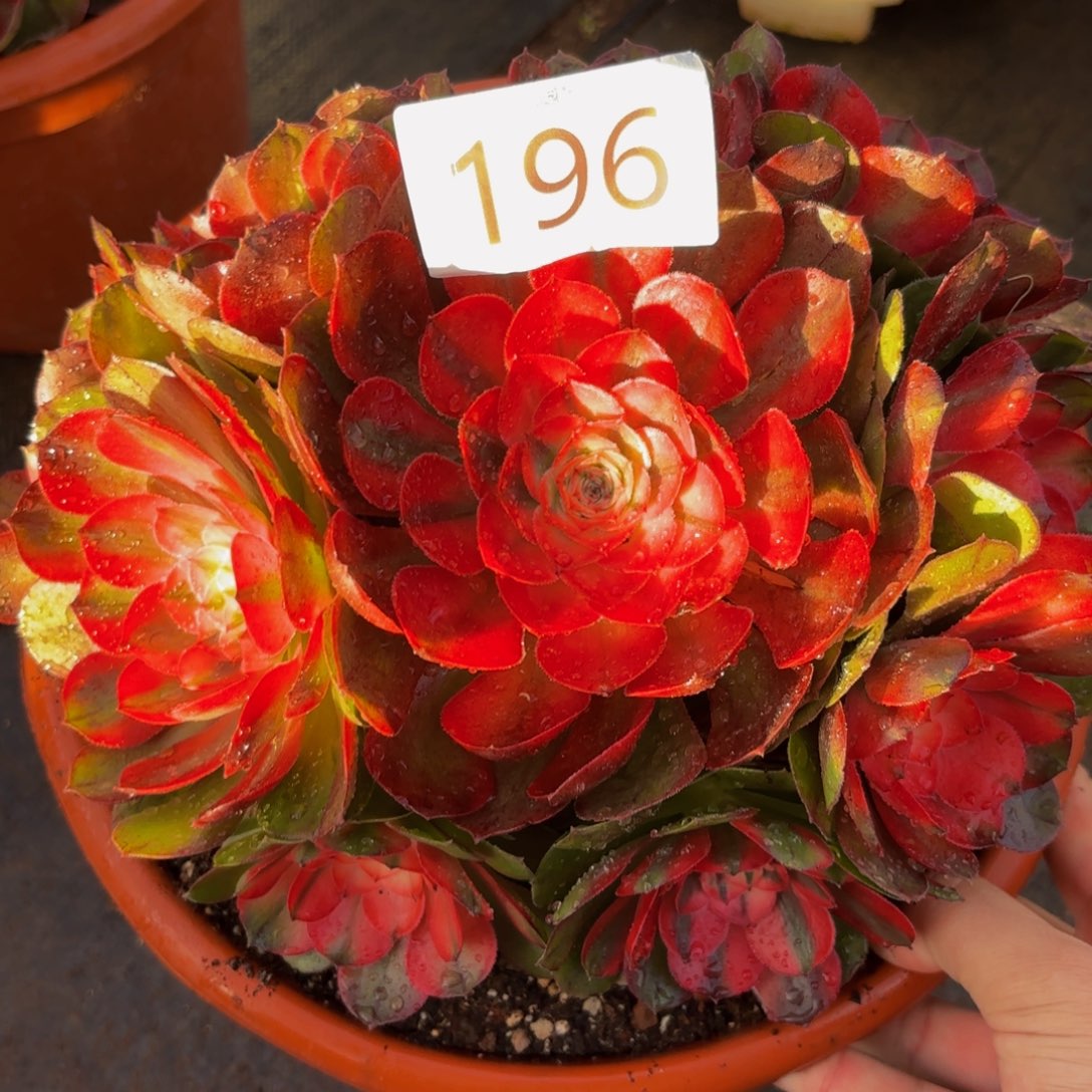 196多肉植物荔枝特价