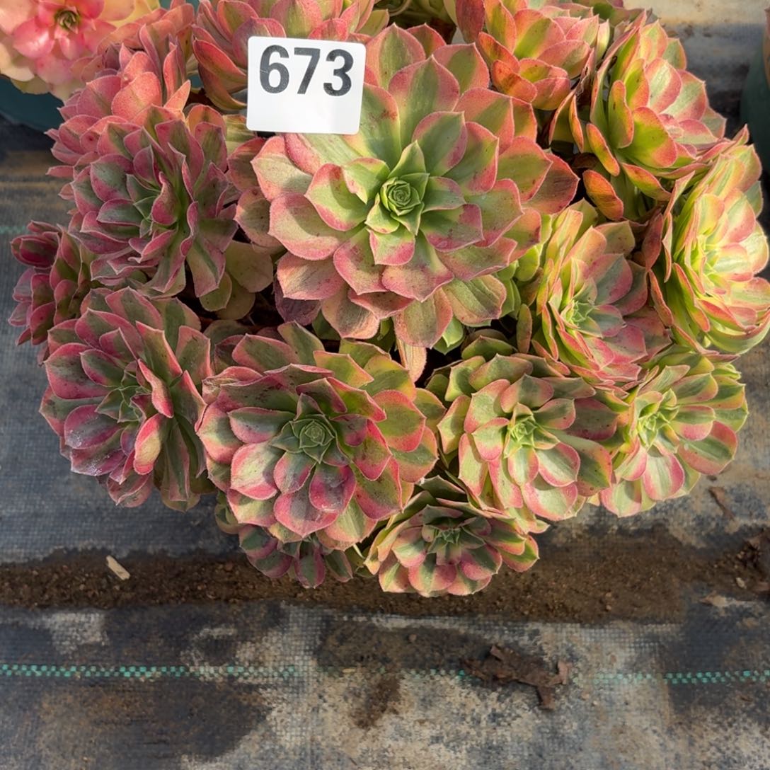 673雨河多肉资助福利