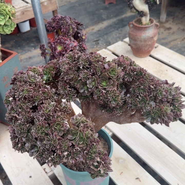 玫瑰法师瑕疵款特价361