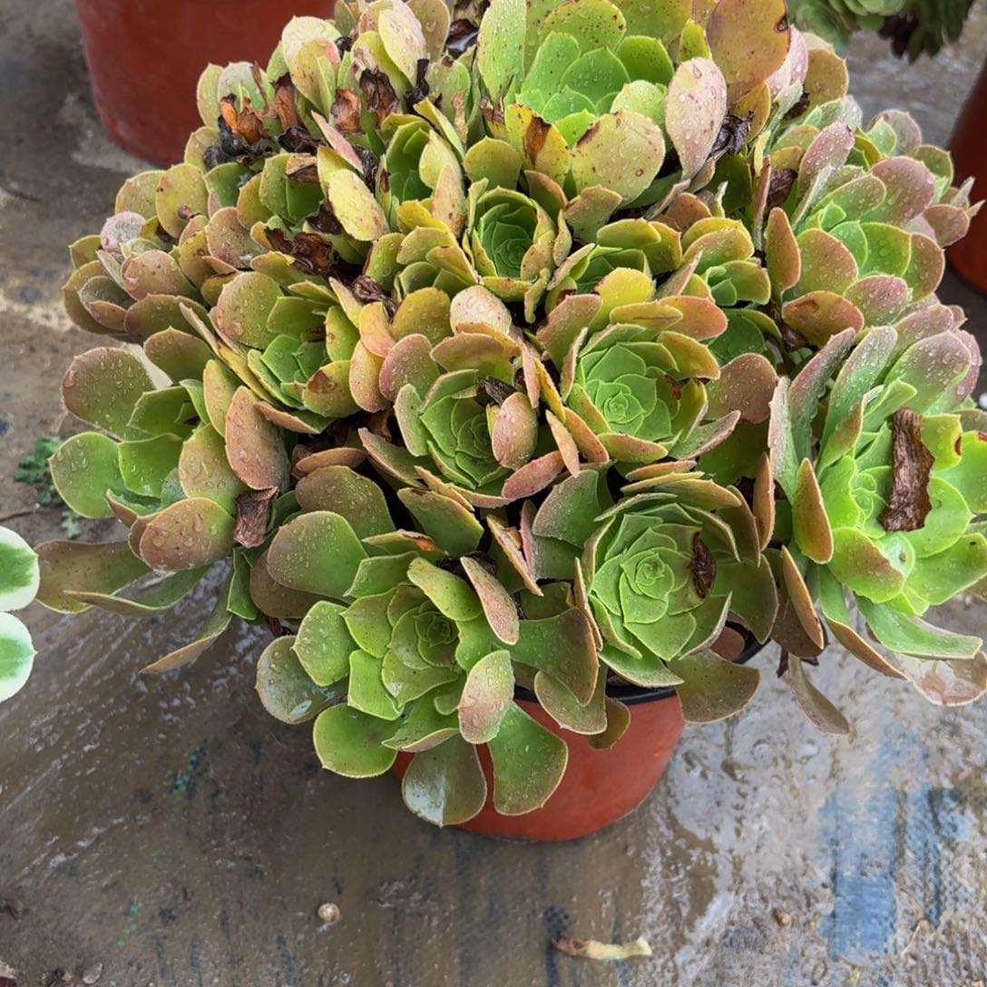 176多肉植物捧花的时候