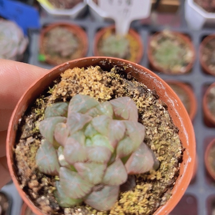 精品姬玉露多肉植物