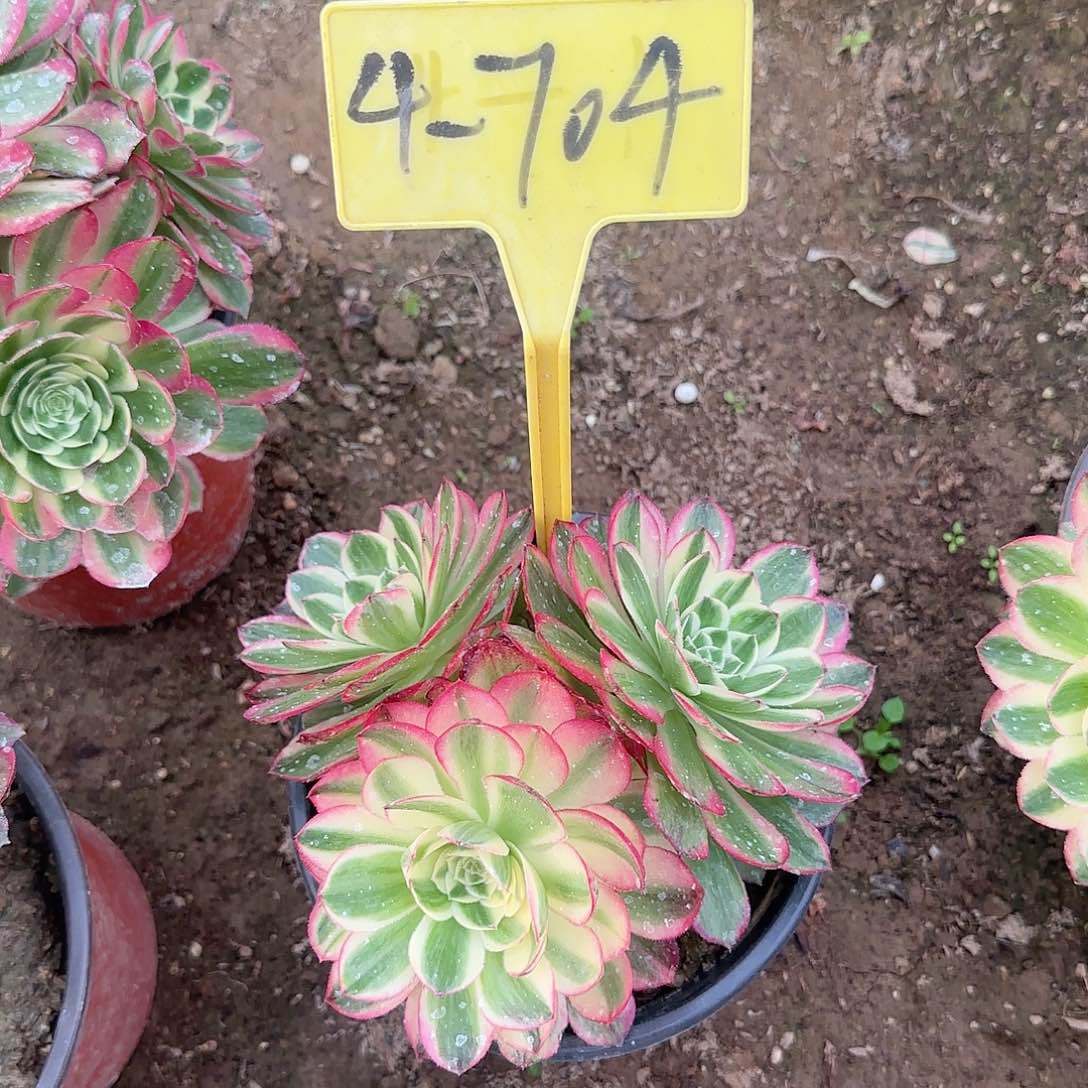 4-704多头多肉植物