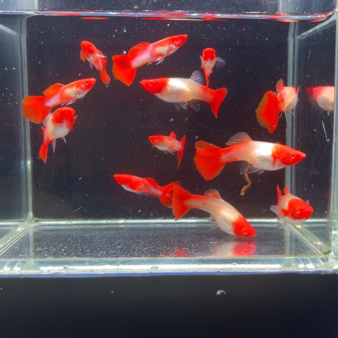 孔雀鱼鸿运当头包头包腮两对3-4公分