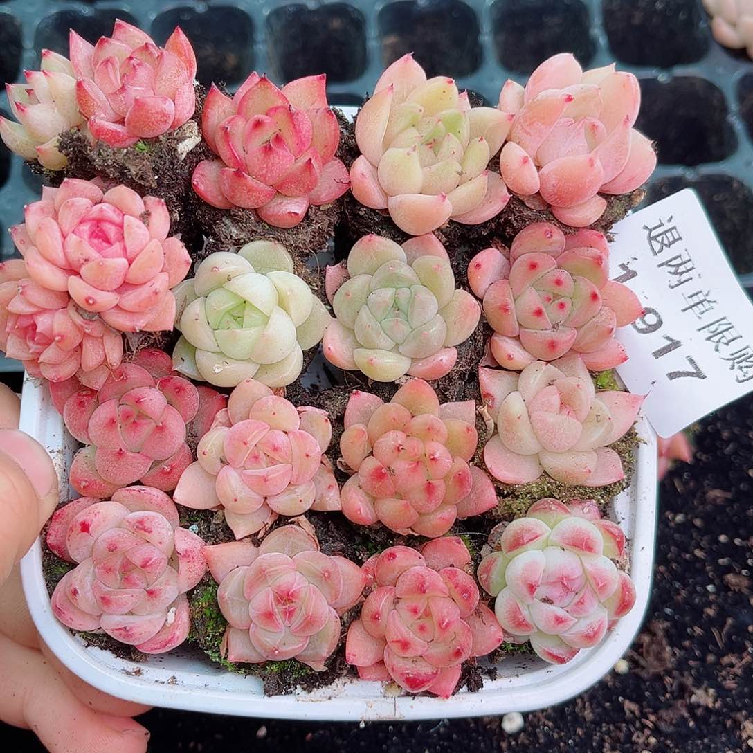 1-917 新疆西藏内蒙不发初7初8发货