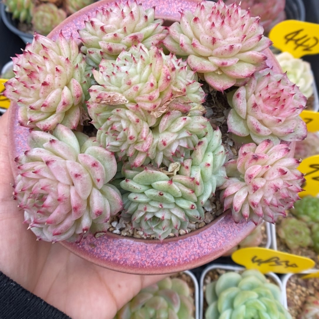捧花麦秆群生915号。