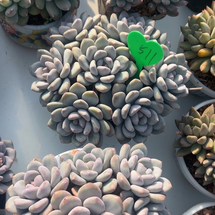 远***方多肉植物一物一拍