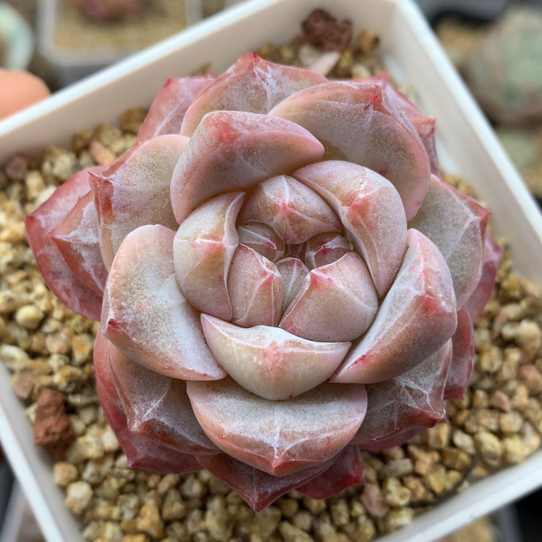 0126-03 粉钻优选