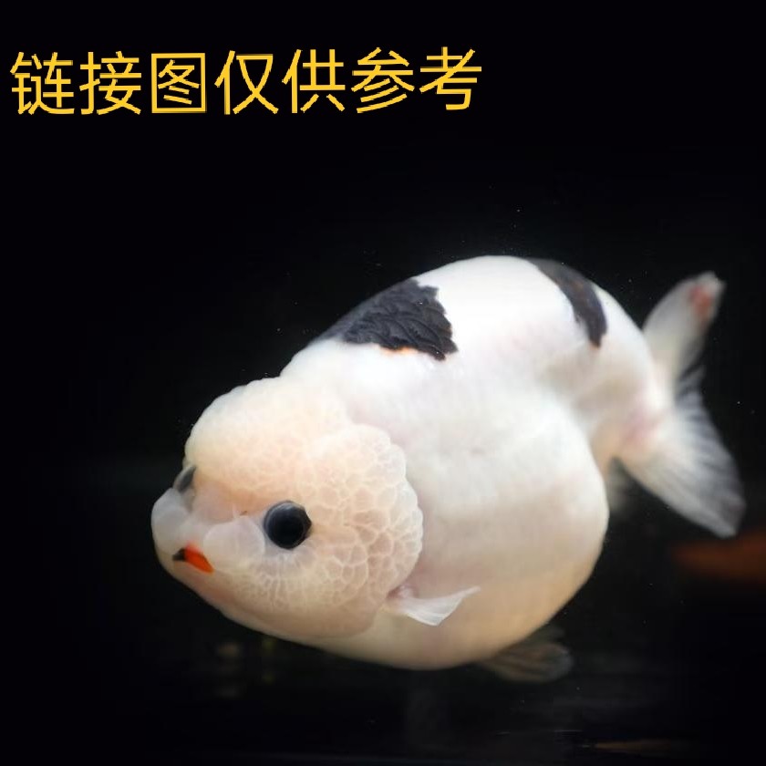 直播选鱼、玉兔、红白、雪豹、樱花、五花、奶牛兰寿、请勿私拍