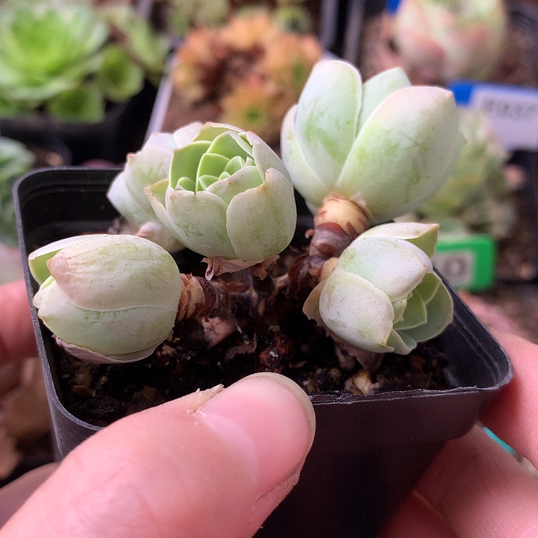 一物一拍汤包小丸子185