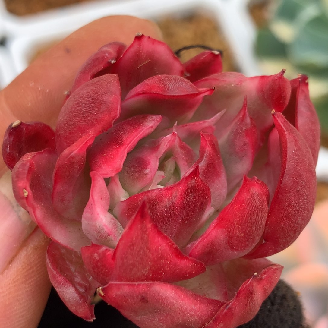 红舞东云锦锦锦锦集j j j