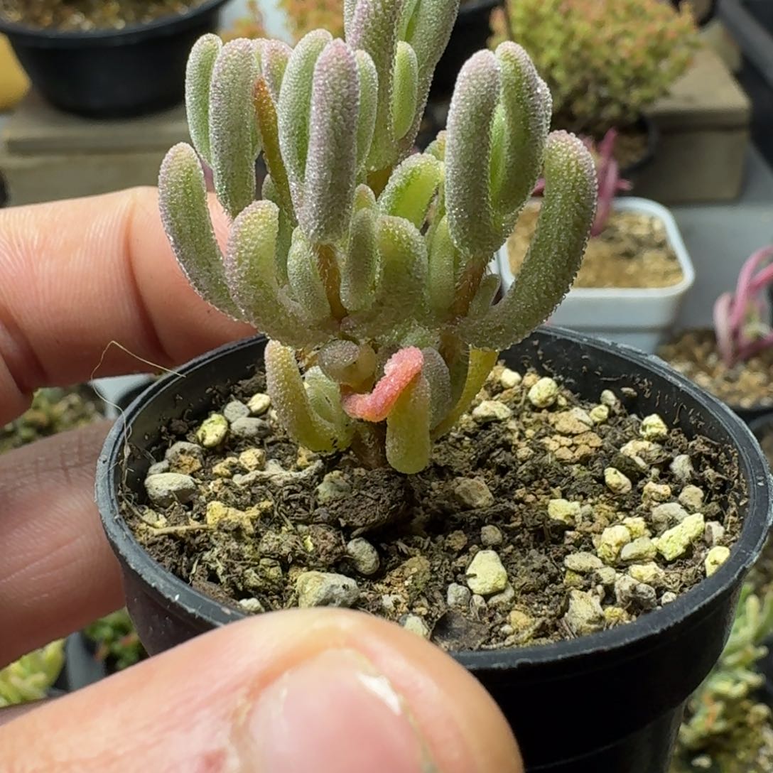 橙叶锦 多肉植物枝干