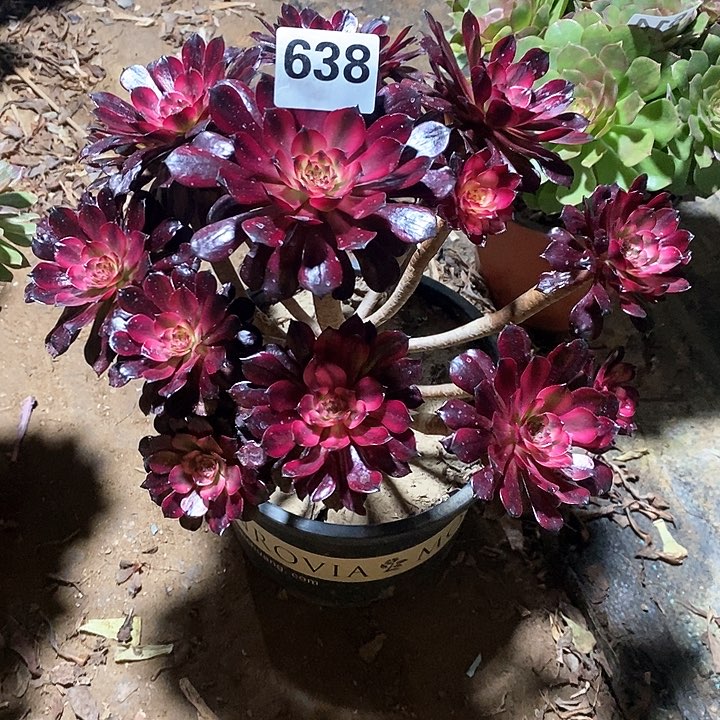 法师植物一物一拍638