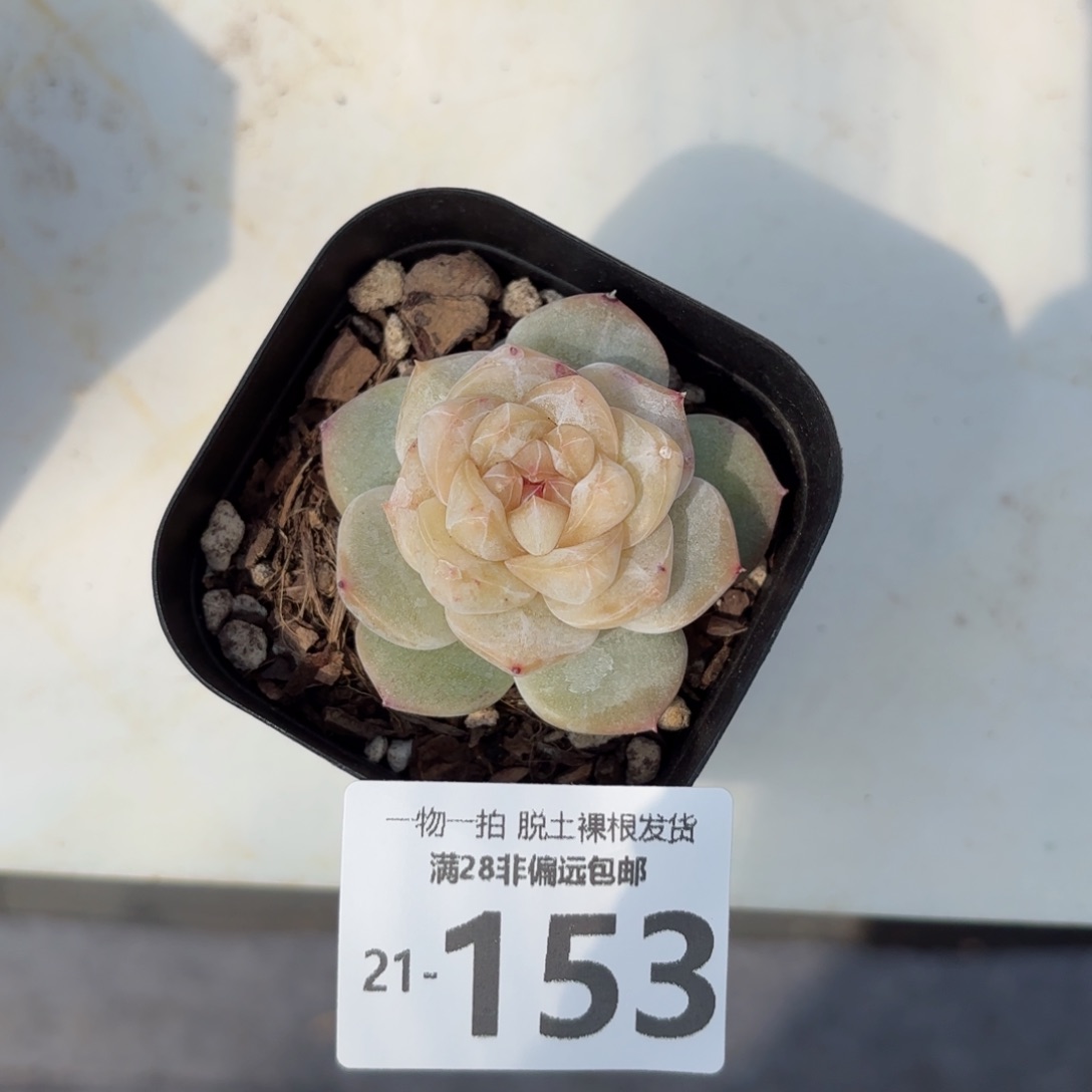 凤仙花多肉多肉多肉