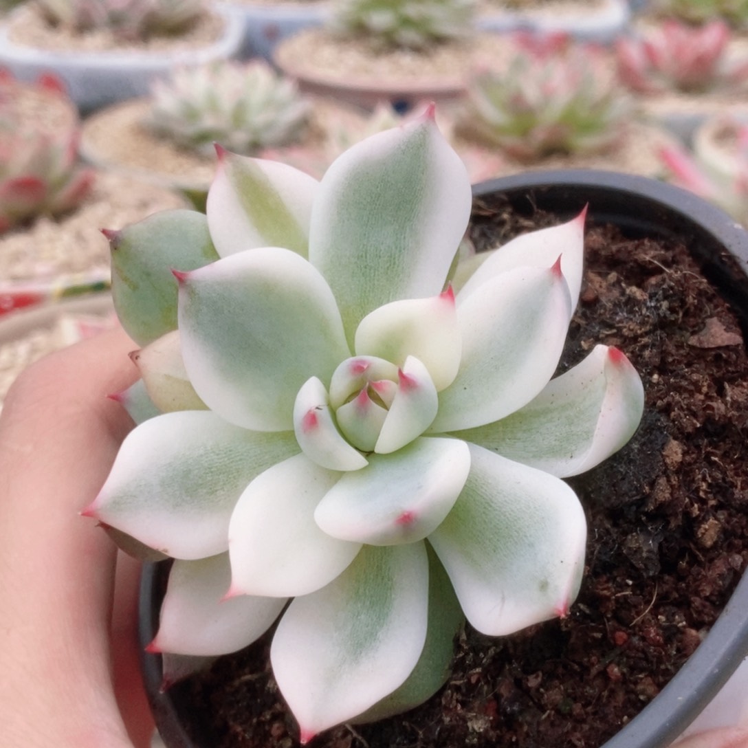 44锦锦锦锦锦锦锦锦锦