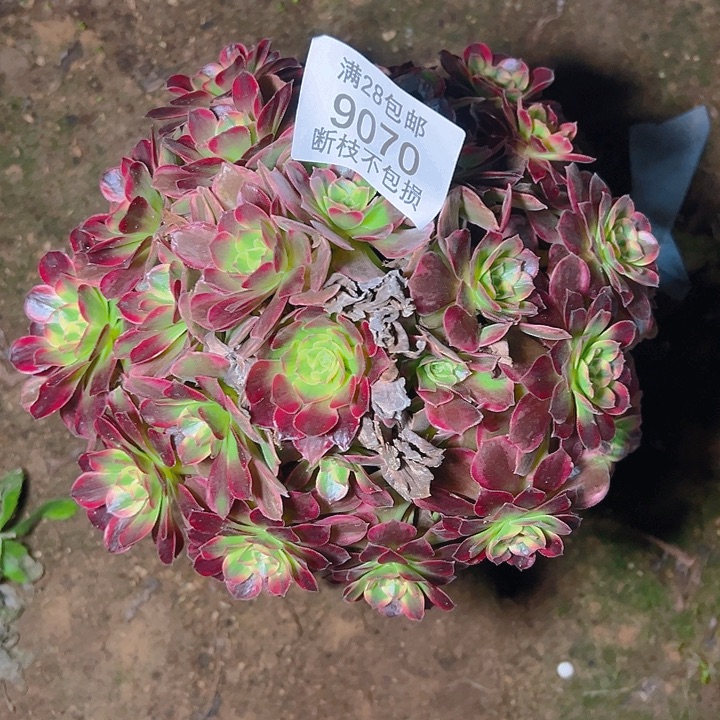 9070安娜多肉植物