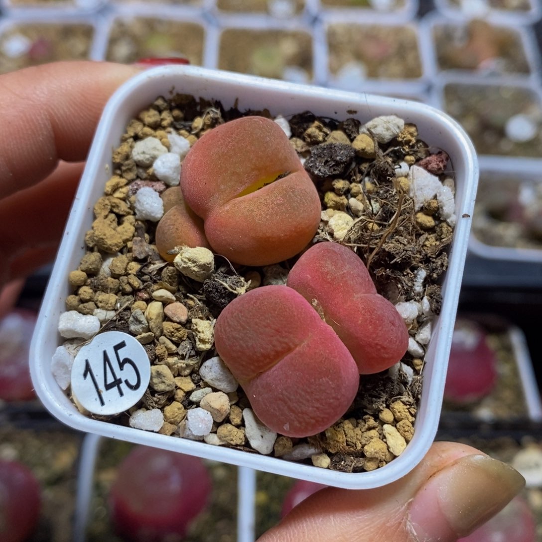 双头两颗多肉植物