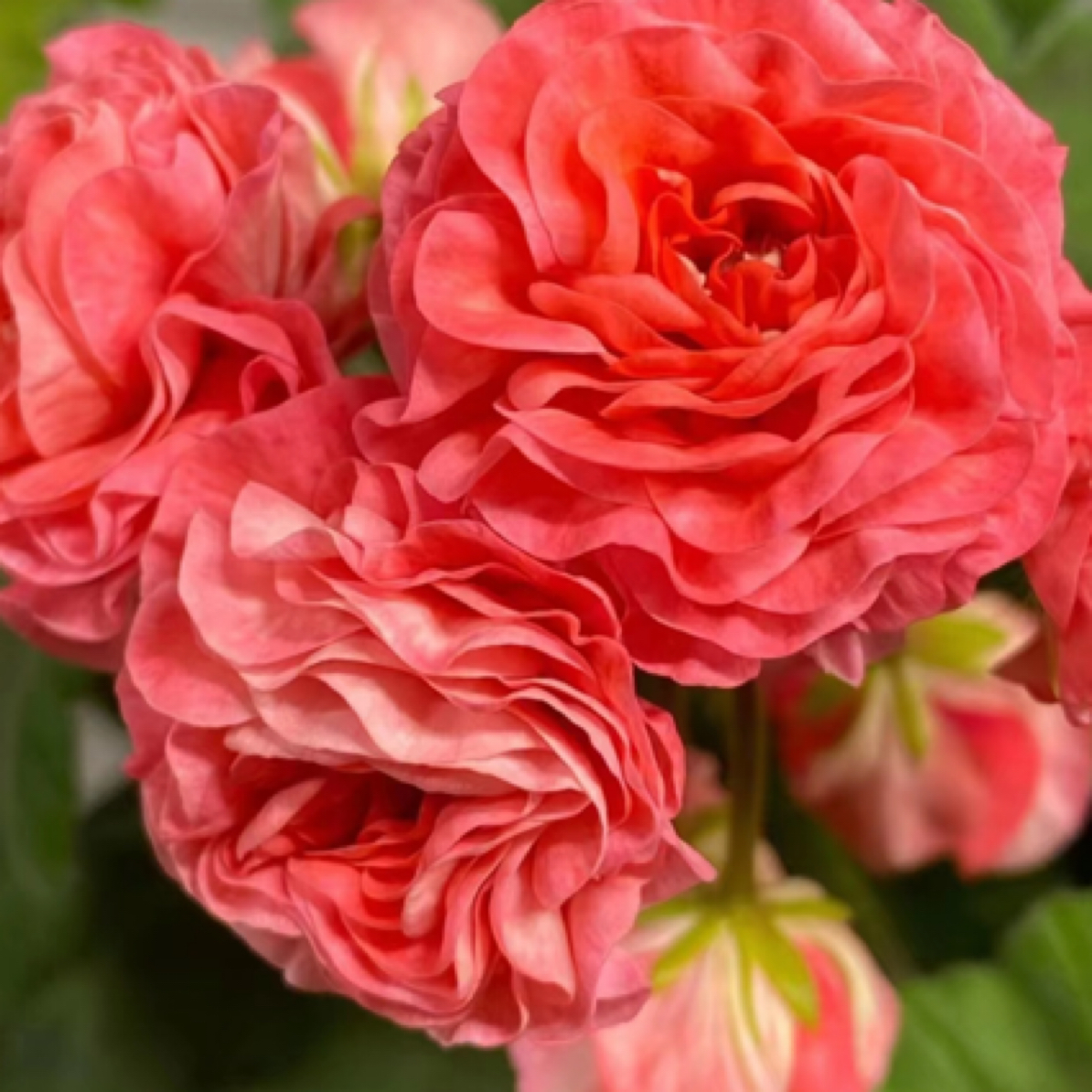 【索尔维格】130杯直立重瓣大花球子天竺葵爆花