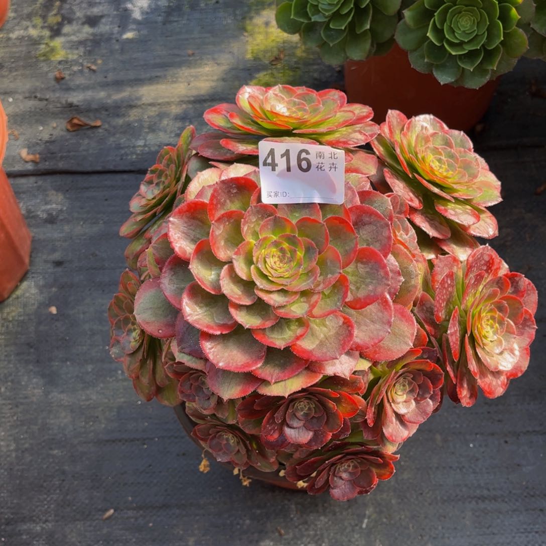 多肉火狐00000416