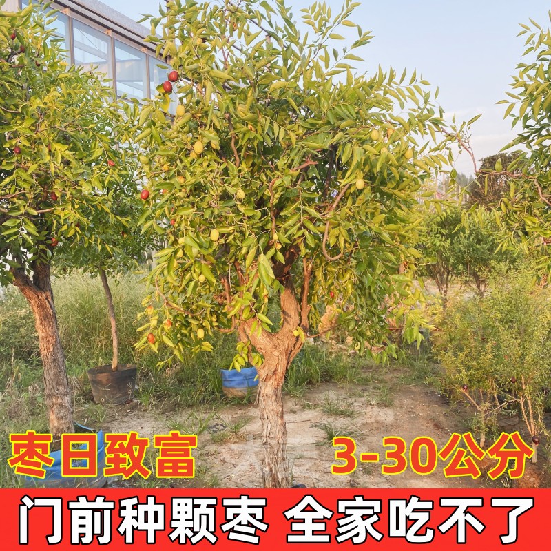 特大枣树苗嫁接沾化冬枣超甜南方北方盆栽地栽庭院当年种植结果苗