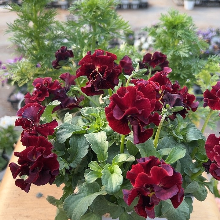 红陶抖音直播闪拍72