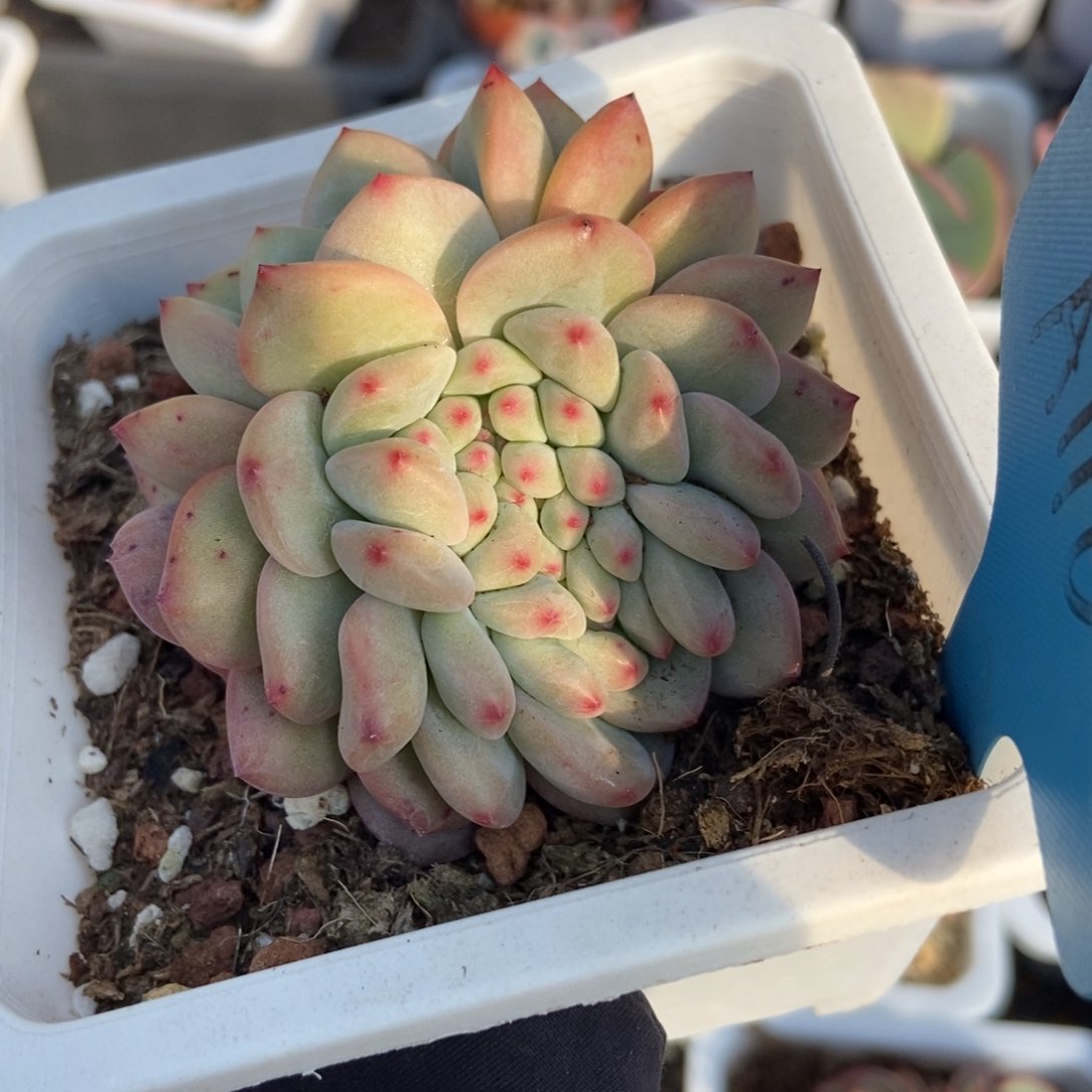 116爱丽儿缀多肉植物保护