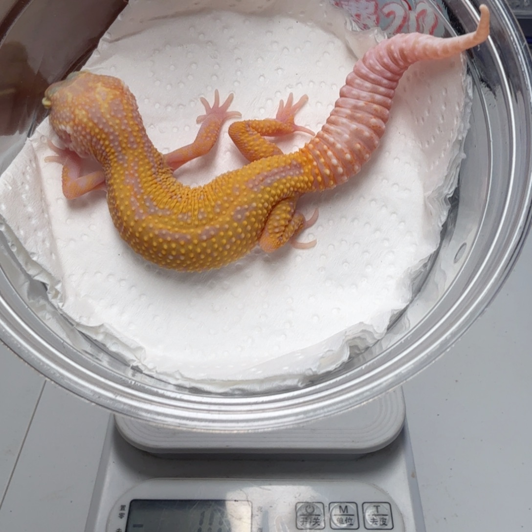 豹纹守宫红眼暴龙妹妹