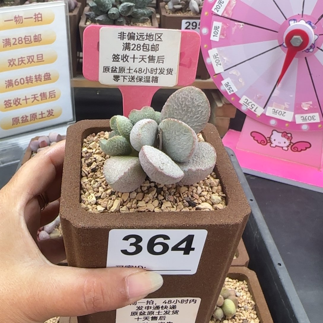 ****奇364实生多肉的植物