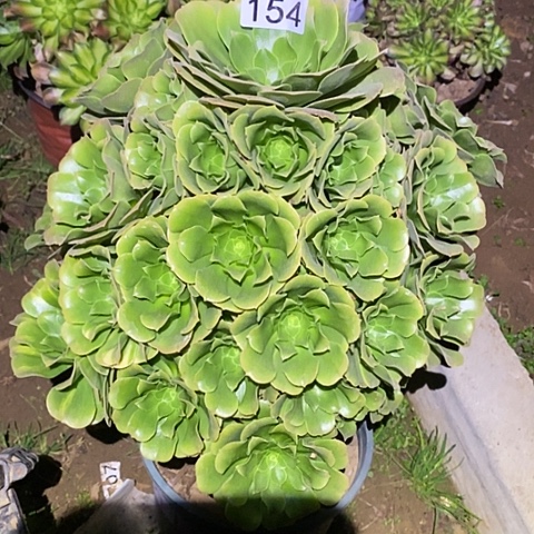 多肉植物法师154绿杨蓉