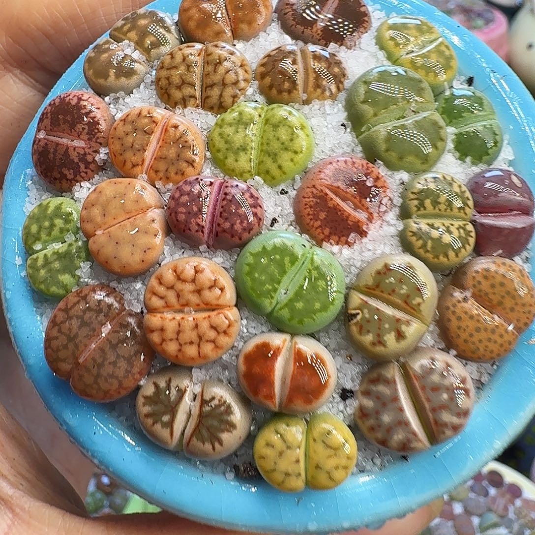 多肉植物福利冲951