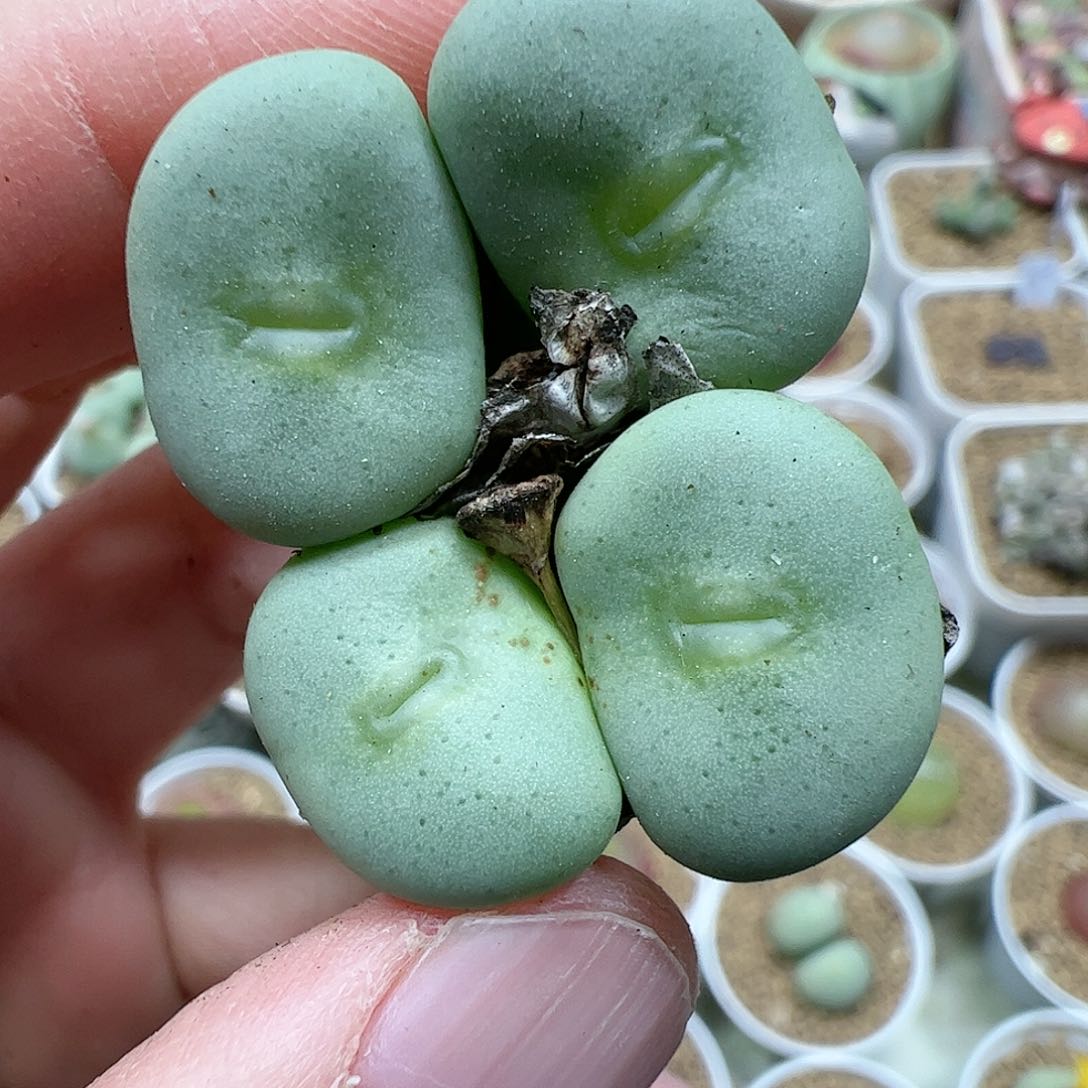 【闪购商品】196 嘟嘴大饼