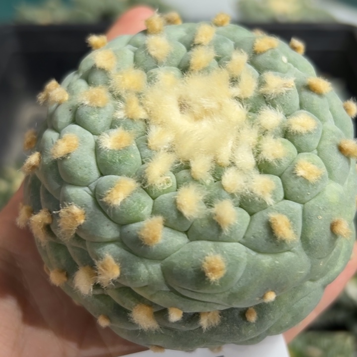 746。可帮发根可发货