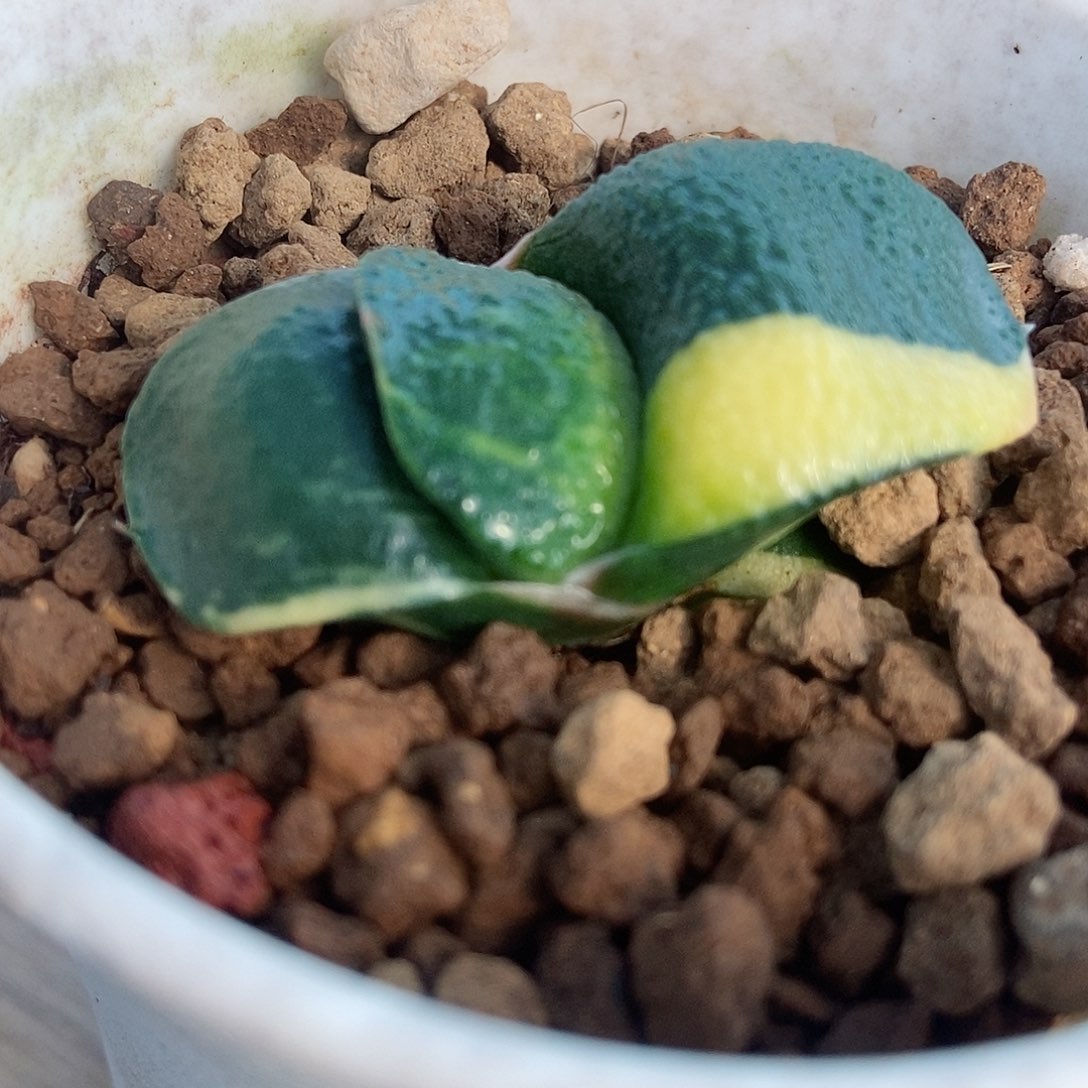 73卧牛实生锦带盆发货