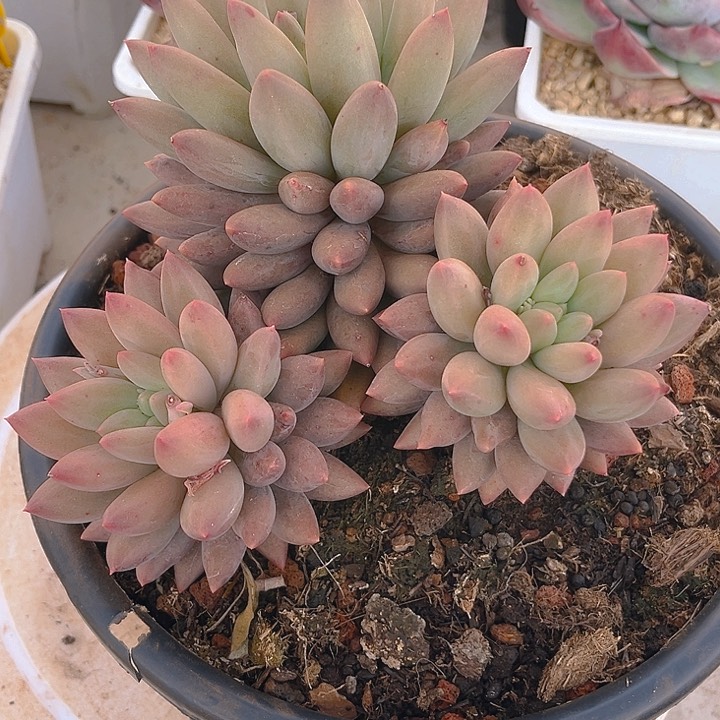 红蜻蜓整装无砍小老桩