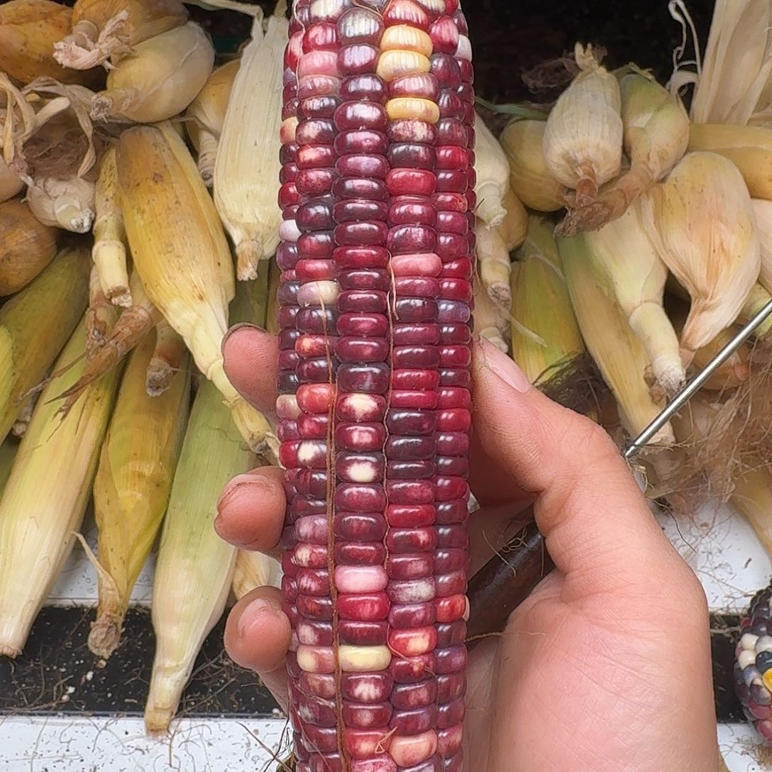 h***i吊坠柏香籽/百香籽