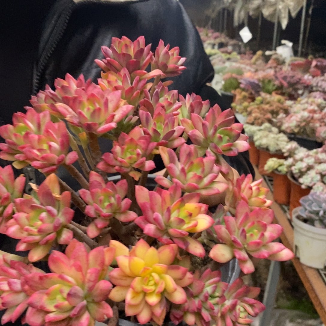 小叮当锦整桩无砍大盆