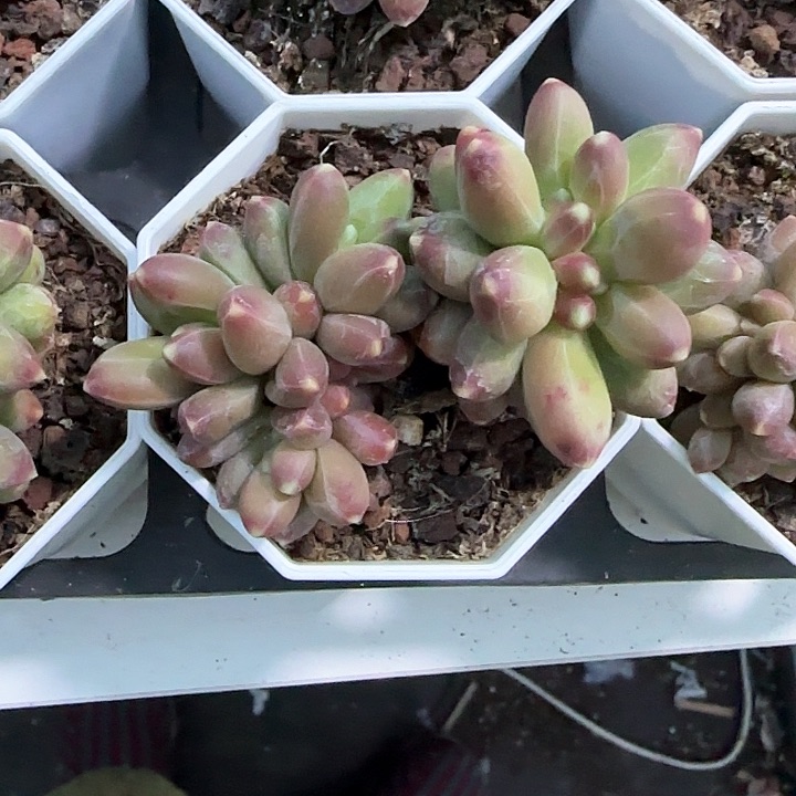 青蛙王子儿童牙膏111