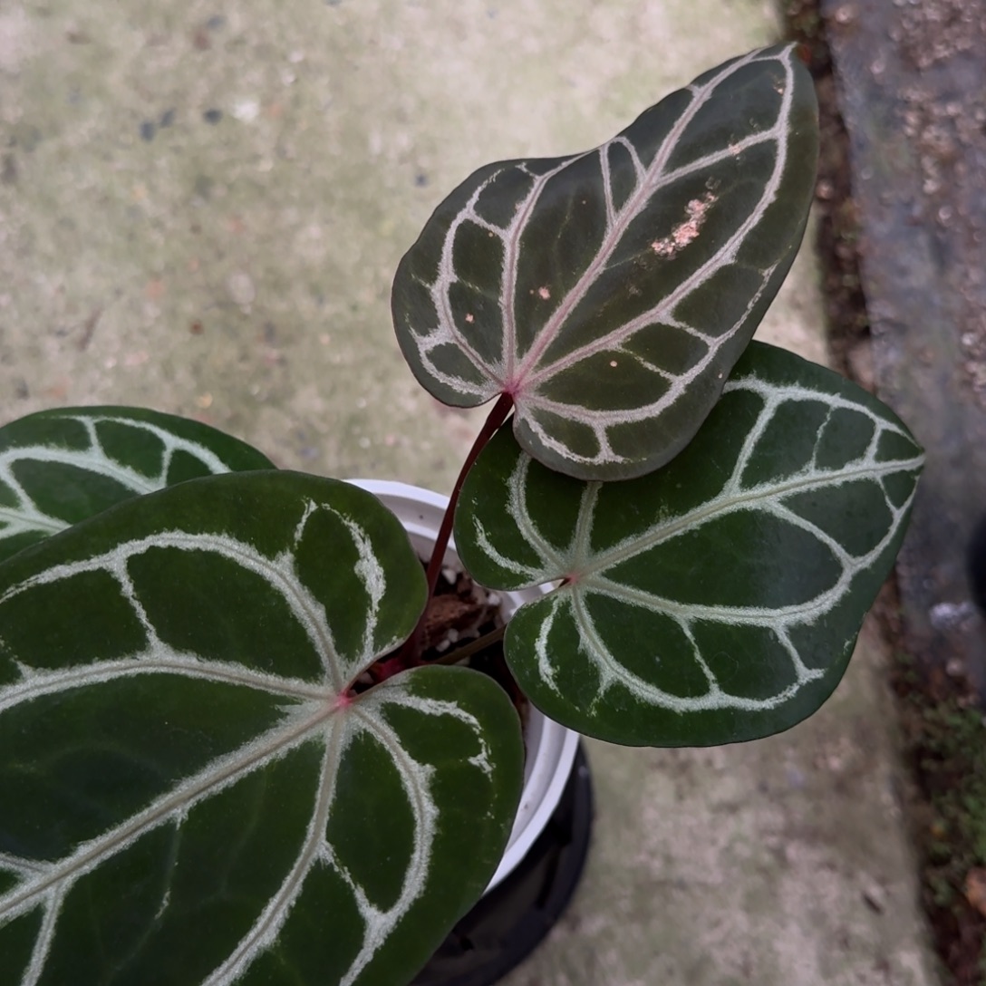 无花朵红水晶花烛