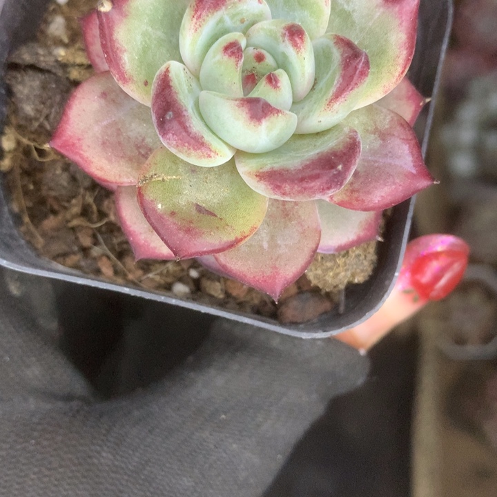 夜魔侠。（满9.99包邮不满9.99发空盆）