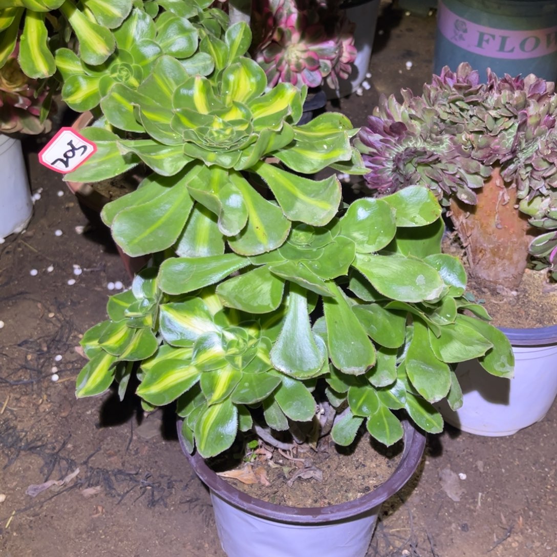 205多肉植物暴君群砍过