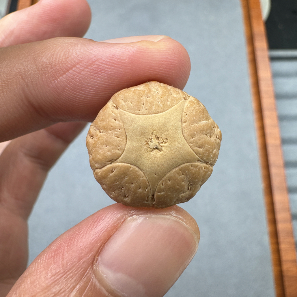 21+五星上将菩提凤眼手串三通佛头，非质量问题开孔不退