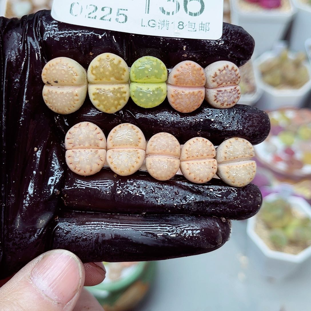 郎哥多肉生石花25-136