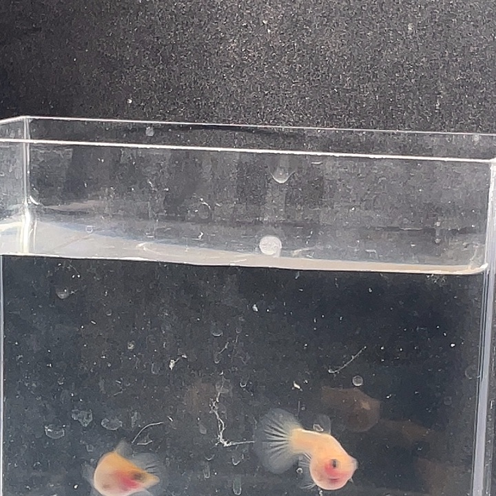 孔雀鱼黄蕾丝球搭配