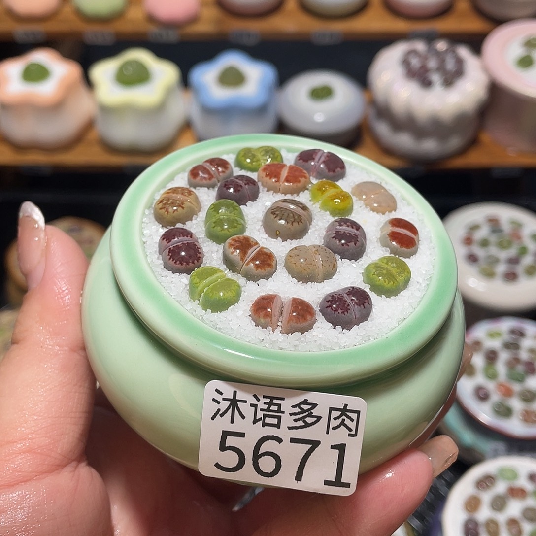 带盆土植物 一物一拍5671